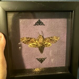 Framed Moth Display with Purple Background